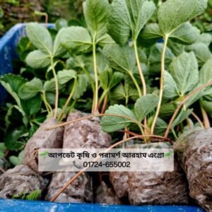 ২০ পিস আমেরিকান ফেস্টিভ্যাল