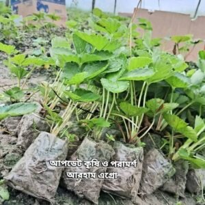 ৫ পিস থাইল্যান্ড + ৫ পিস আমেরিকান ফেস্টিভ্যাল